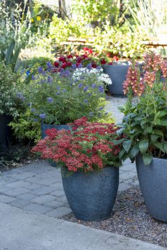 Achillea Lemon Cherry Fizz_Z6S4733