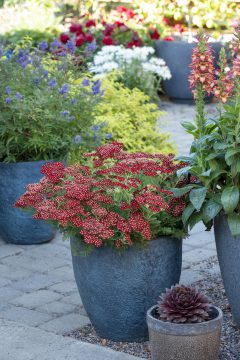 Achillea Lemon Cherry Fizz_Z6S4741