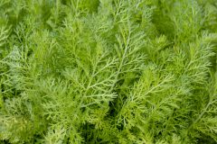 Achillea Lemon Cherry Fizz_Z6S8158