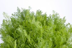 Achillea Lemon Cherry Fizz_Z6S8163