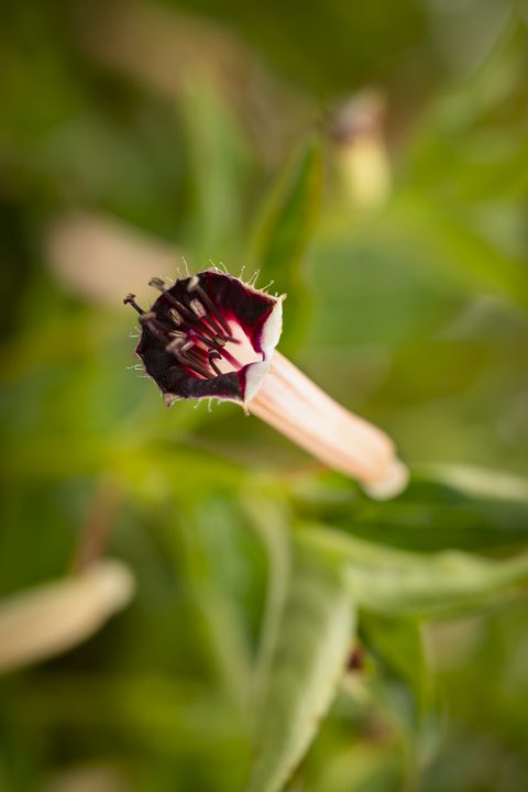 Cuphea Blackberry Sparkler_Z6S8845