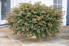 Cuphea Hummingbird's Lunch 71038_Z6S7850