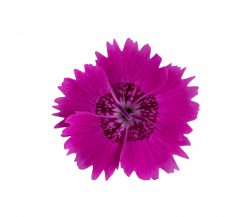 Dianthus Star Single Neon Star Improved_Z6S5956