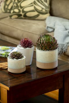 Sempervivum SuperSemps Collection_Z6S8031