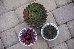 Sempervivum SuperSemps Collection_Z6S8045