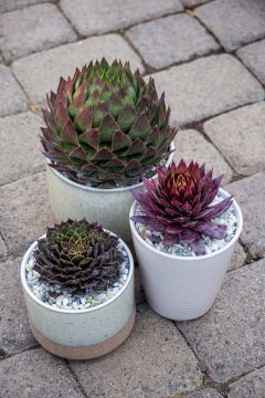 Sempervivum SuperSemps Collection_Z6S8048