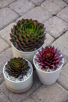 Sempervivum SuperSemps Collection_Z6S8059