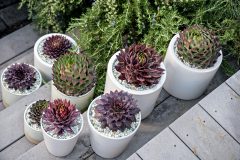 Sempervivum SuperSemps Collection_Z6S8100