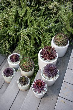 Sempervivum SuperSemps Collection_Z6S8102