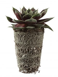 Sempervivum SuperSemps Fire Quartz Liner_Z 6_5749376-5761584_442