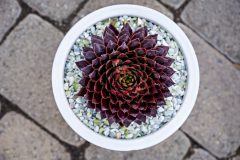 Sempervivum SuperSemps Fire Quartz_Z6S8050