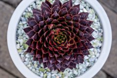 Sempervivum SuperSemps Fire Quartz_Z6S8051