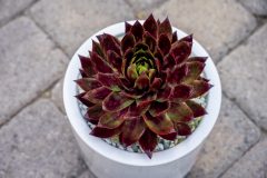 Sempervivum SuperSemps Fire Quartz_Z6S8063