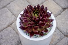 Sempervivum SuperSemps Fire Quartz_Z6S8064