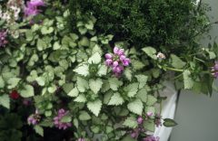 Lamium Orchid Frost Gold-005