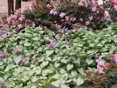 Lamium Orchid Frost Gold-006