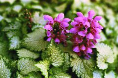 Lamium Orchid Frost Gold-007