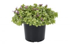 Lamium Orchid Frost Gold_Z6S8649