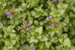 Lamium Orchid Frost Gold_Z6S8651
