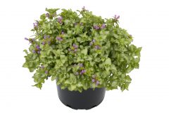Lamium Orchid Frost Gold_Z6S8654