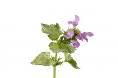 Lamium Orchid Frost Gold_Z6S8658