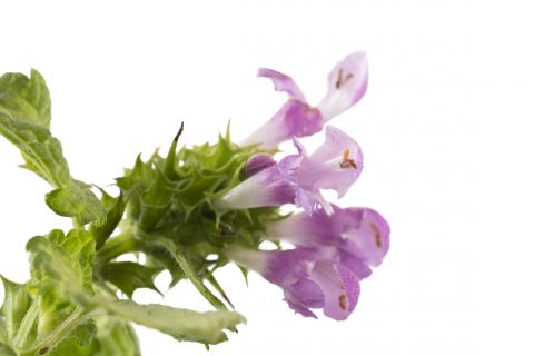 Lamium Orchid Frost Grande_Z6S8661