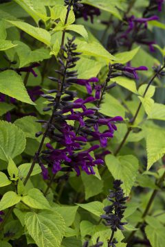 Salvia Bodacious Smokey Jazz_Z6S9743