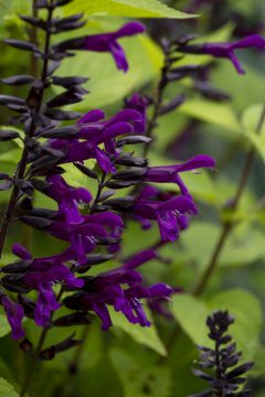 Salvia Bodacious Smokey Jazz_Z6S9748