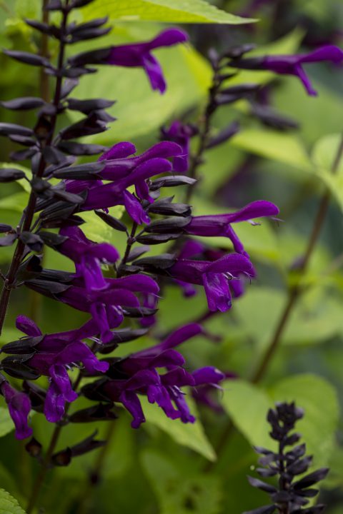 Salvia Bodacious Smokey Jazz_Z6S9748