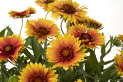 Gaillardia Sunset Orange_Z6S5842