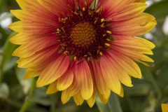 Gaillardia Sunset Orange_Z6S5849