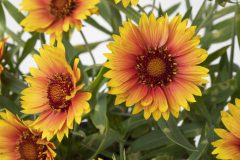 Gaillardia Sunset Orange_Z6S5852