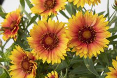 Gaillardia Sunset Orange_Z6S5853