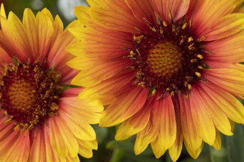Gaillardia Sunset Orange_Z6S5858