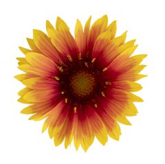 Gaillardia Sunset Orange_Z6S5937