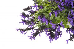 Salvia Bodacious Hummingbird Falls_Z6S6762
