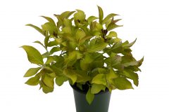 Weigela Prism Magic Carpet-001