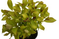 Weigela Prism Magic Carpet-002
