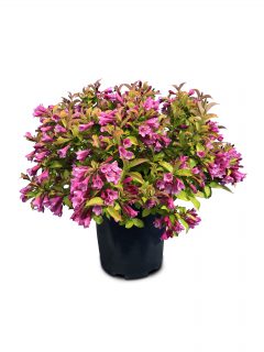 Weigela Prism Magic Carpet_WK16-2020