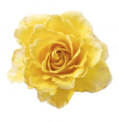 Rosa Scentifall Lemon_Z6S3738