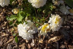 Rosa Scentifall Lemon_Z6S3915