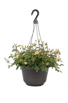 Rosa Scentifall Lemon_Z6S8724