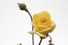 Rosa Scentifall Lemon_Z6S8768