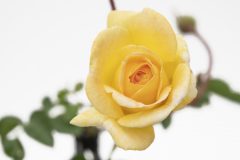 Rosa Scentifall Lemon_Z6S8771