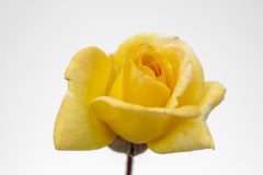 Rosa Scentifall Lemon_Z6S8773