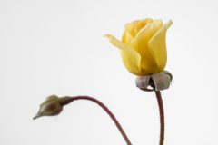 Rosa Scentifall Lemon_Z6S8778