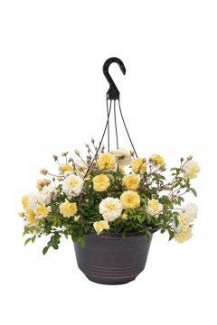 Rosa Scentifall Lemon_Z6S9323