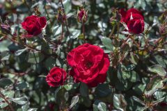 Rosa Serenity Red-001