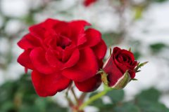 Rosa Serenity Red-303