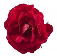 Rosa Serenity Red_Z6S3754
